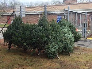 Free Christmas Trees Available in Waterford