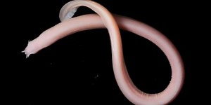 Scientists are still learning cool new things about gooey hagfish slime