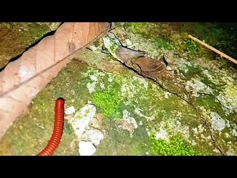 discovering millipedes: Armored Invertebrates of the Forest Floor