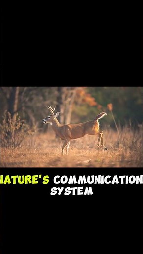 Why White-Tailed Deer Flash Their Tails | Nature’s Secret Signal 🦌