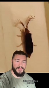 1.1M views · 10K reactions | There’s No Way This Horse Is Still Alive  (short compilation) | IdkSterling | Facebook