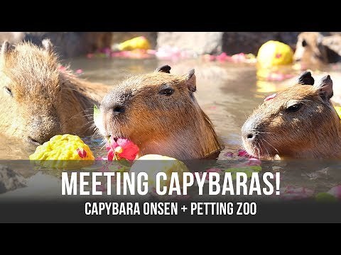 Capybara's Hot Spring + Petting Zoo in Japan