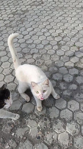 Feeding Stray Cats: Heartwarming Moments