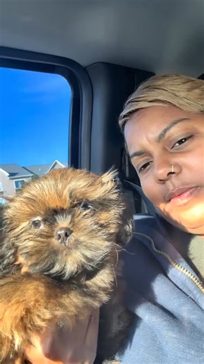 Farewell to royalty... Princess Nutmeg is off to reign with her forever family. #CTSHIHTZU #royalsendoff #shihtzupuppy #puppygohomeday | Crown & Tress Shih Tzu