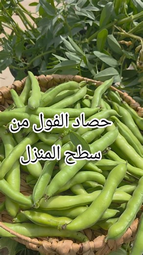 حصاد الفول من سطح المنزل #نباتاتي #فول #زراعة_الأسطح #gardening #potager # زراعة_عضوية #زراعةمنزلية
