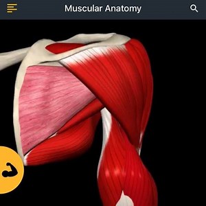 314K views · 401 reactions | Learn Anatomy with clear & engaging 3D videos! Teres Major Muscle https://www.muscleandmotion.com/products/strength-training-app/ #anatomy #3danatomy #muscleandmotion #anatomyandphysiology #anatomyteacher #anatomystudent #anatomyandphysiology #anatomyexercises #muscleanatomy | Muscle and Motion | Facebook