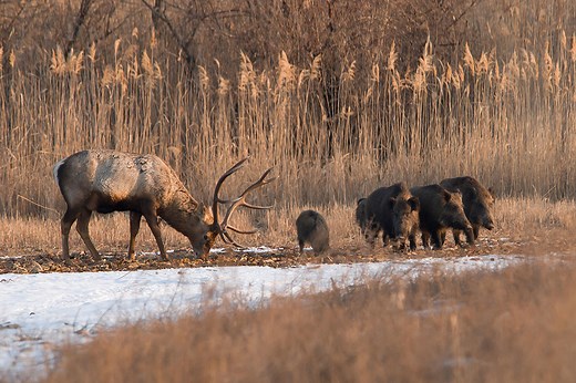 What Do You Call a Group of Wild Pigs? 95 Names for Animal Groups