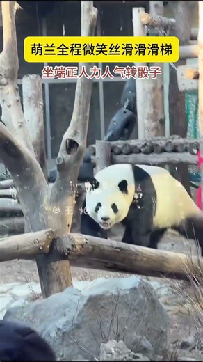 Menglan's Winning Smile: A Dice Rolling Adventure