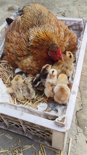 Backyard Chickens 🐔 Miracle Hatch Day 🐣 Egg Hatching Magic! #shorts