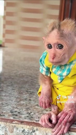 Cutis & Buem: A Heartfelt Apology From a Monkey