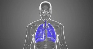 Human respiratory system takes up oxygen from the air we breathe and expels the unwanted carbon dioxide. The main organ of the respiratory system is the lungs.3D