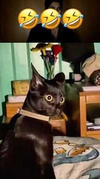How cat make their faces…….😂😂😂