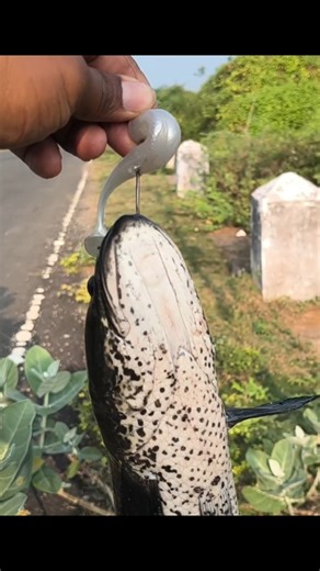 soft lures snakehead fishing #fishing #snakehead