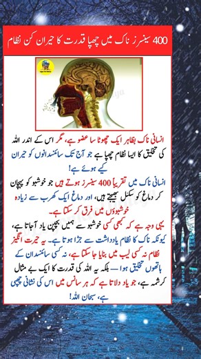 The Human Nose — Allah’s Amazing Design #facts