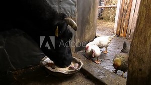 The cow eats fodder and beets. close up of a cow's head. The cow stuck out her tongue to eat a few beets. White ducks are eaten with the cow.