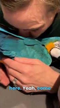 She Melts Every Time I Do This #parrots #pets #macaw