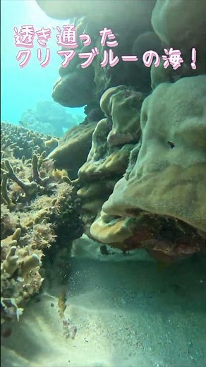 【石垣島】11月のある晴れた水中世界は？11月23日ツアー動画
