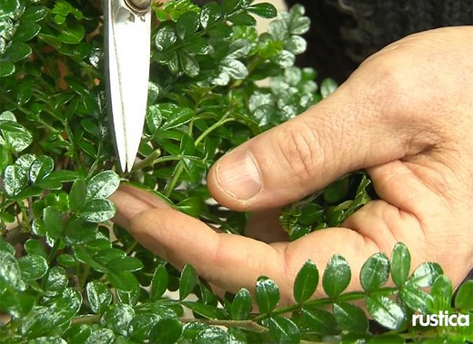 Comment tailler un bonsaï d'intérieur pour une croissance optimale ?