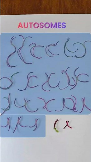 Pairs of Chromosomes | What is Autosomes