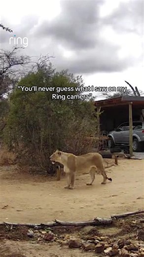 The Wildest Animals Spotted on Ring Cameras