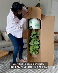 23K reactions · 3.6K shares | Transform your space with easyplant's self-watering plants, that you only need to fill ONCE a month! 華 Green thumb not required  | easyplant | Facebook