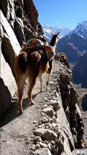 “La llama: el animal tranquilo de las montañas que puede escupir para defenderse 😱” #wildlife #llama
