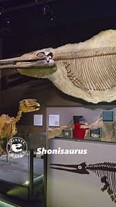 Shonisaurus! Found in 1920 in Nevada’s Shoshone Formation, this absolutely gigantic #Triassic (around 225 mya) marine #reptile is not a #dinosaur, despite the saurus name, but is rather a huge #ichthyosaur! At nearly 50’ in length it is astounding to behold. This one is on display at the Nevada State Museum in Las Vegas, Nevada. Here is a beast that this #sauorpod researcher can get into! Longer, and probably heavier, than a full-sized yellow school bus, an animal the size of modern #whales evol