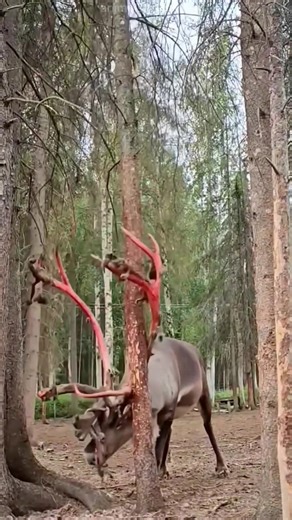 Understanding Why Deers Shed Their Antlers