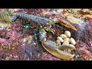 Coastal Foraging and Rock pooling - Lobsters, Crabs and clam forage with cook up | The Fish Locker
