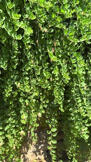Capers - do you like them?