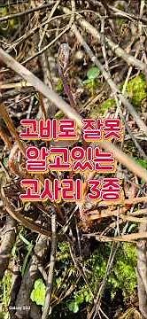 고비 아닌 식용고사리 3종 #고사리#고비#응달고사리#참새발고사리#청나래고사리#산야초#산나물#봄나물#나물