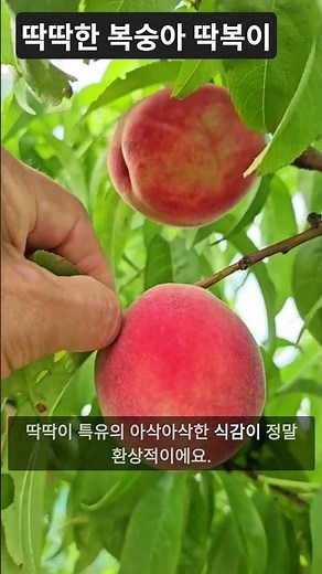 Firm peach harvest season, harvested from early to mid-July. #FirmPeaches #PeachHarvestSeason #De...
