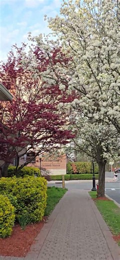 Spring Walk with birds🌸 Relaxing Street Stroll #natureambience #springblossoms #relaxingnature
