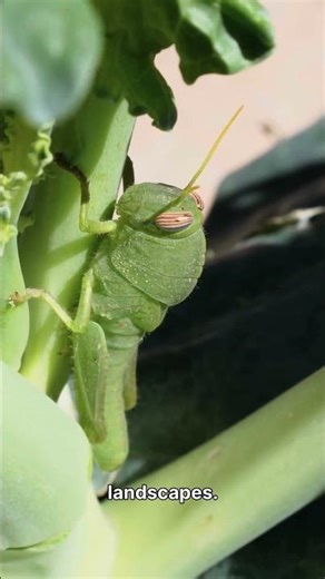 Masters of the Swarm