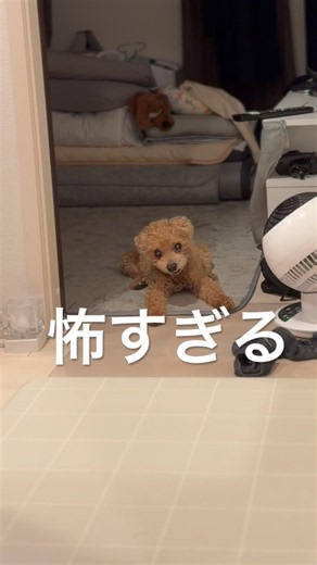 大変なことが…日に日に寝る時間早くなるSoleil。ママは寝るの早すぎる💦