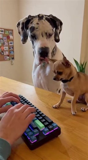 "Dogs That Make You Laugh Out Loud!" – | Funny Marriage Moments