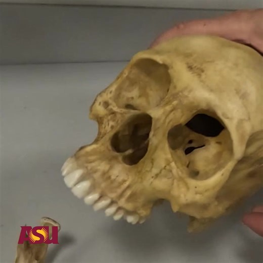 Get a behind-the-scenes look at ASU’s forensic science program. 🔬 Built on a foundation of biology and chemistry, the program offers hands-on crime lab experience with training in techniques as varied as DNA analysis, toxicology, psychology and more! | Arizona State University