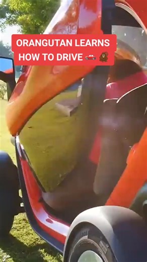 Orangutan Learns to Drive: Amazing Animal Driving Skills