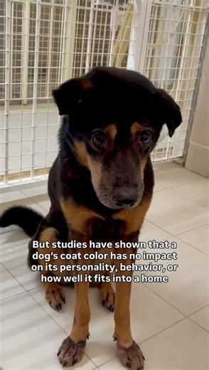 🖤 Did you know black and dark-colored dogs are often more overlooked and of the last to be adopted in shelters? This issue is commonly referred to as Black Dog Syndrome (BDS). That’s why we celebrate National Black Dog Day every 1 October to spread awareness that every pup deserves a home and highlight our lovable black and dark-colored pups at ASD. Here’s how you can help on #NationalBlackDogDay: 🐾 Adopt a black dog and give a loving home to a pup who’s often passed over. 📲 Like and share th
