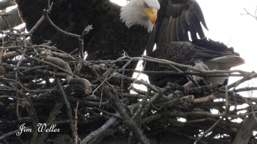 Carillon Park eagles ‘Willa’ and ‘Scout’ seen incubating eggs