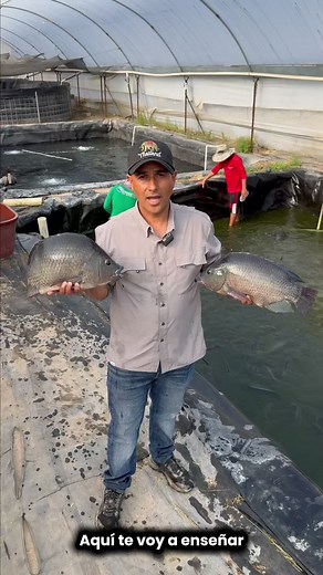 Producción de tilapia: guía práctica para emprendedores