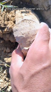 Throwing it back for #SandDollarSunday with this absolute unit of a Macraster echinoid—my personal best at 5.1 inches. Word is its modern cousins, the sand dollars, can hit 6.49 inches. Anyone out there ever found a bigger Macraster? #fossils #fossilhunting #nature #outdooradventures #rockhound #texas #hiking | Elfossilero
