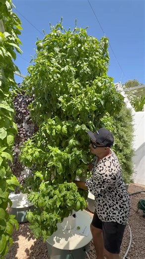 Agrotonomy | Vertical farming with aeroponic towers makes it possible to grow hundreds of different crops using the same nutrient solution and... | Instagram
