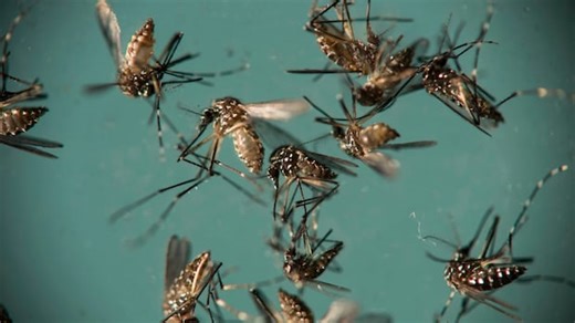Chinese health officials warn of mosquito-borne virus outbreak