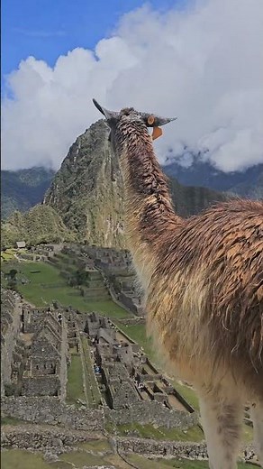 Are These the Most Peaceful Views of Machu Picchu with Llamas?