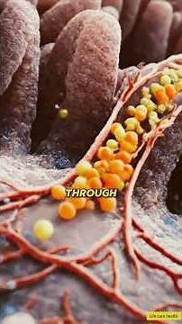 What Happens 30 Minutes After Eating Cantaloupe? 🤯 #humanbody #medicalanimation #facts #cantaloupe