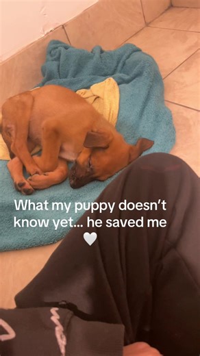 Sometimes they save us more than we save them 😕#sheprador #puppylove #dogsoftiktok #mentalhealthmatters #puppytok