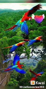 Flores & Gifs on Reels