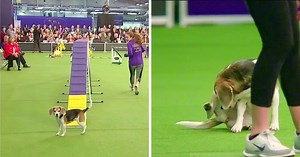 Crowd Goes Bonkers As A Champion Beagle Was Hilariously Distracted At The Dog Show