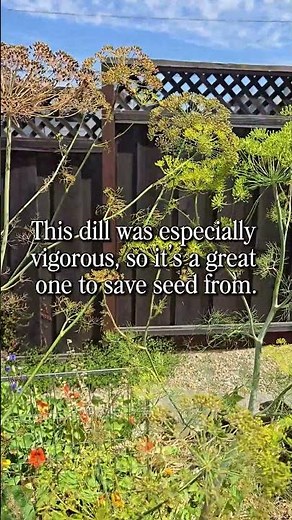 Save Hundreds of Dill Seeds in 10 Minutes #gardening #herbgarden
